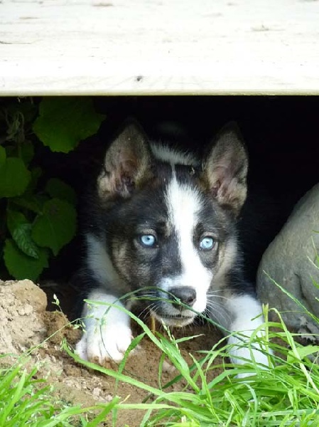 Amanuq - Siberian Husky - Portée née le 08/05/2012