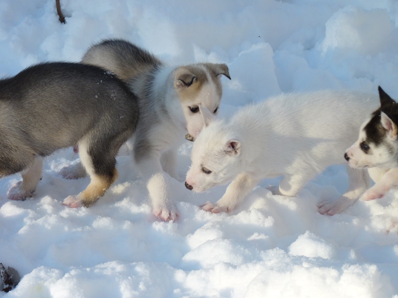 Amanuq - Siberian Husky - Portée née le 27/10/2010