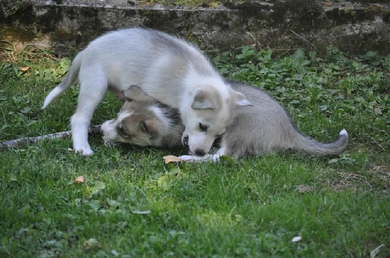 Amanuq - Siberian Husky - Portée née le 03/06/2016
