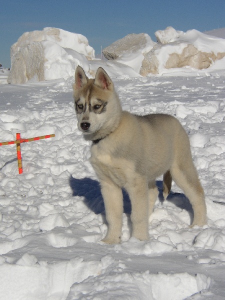 Udson Des loups de la toundra