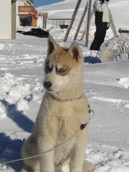 Utak Des loups de la toundra