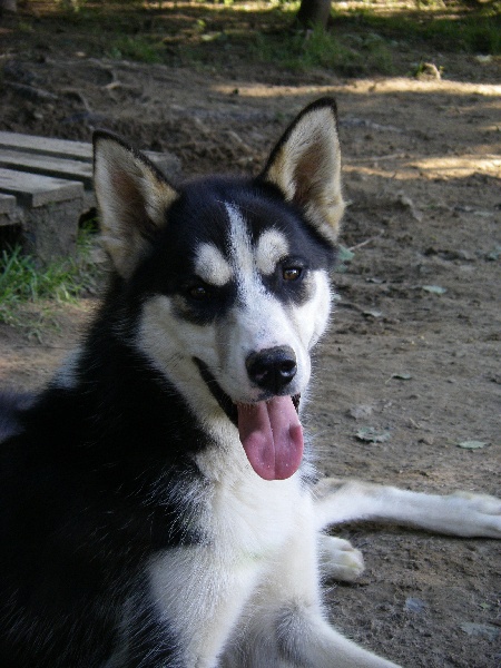 Coyote Amanuq