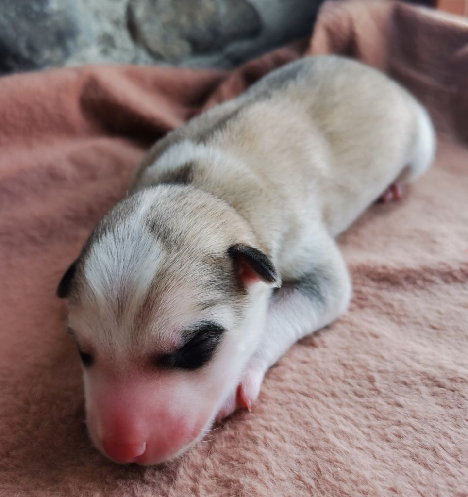 Amanuq - Chiots disponibles - Siberian Husky